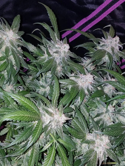 Tangie Auto Fast Buds