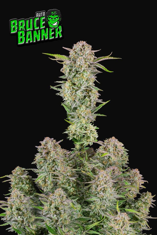Bruce Banner Auto Fast Buds
