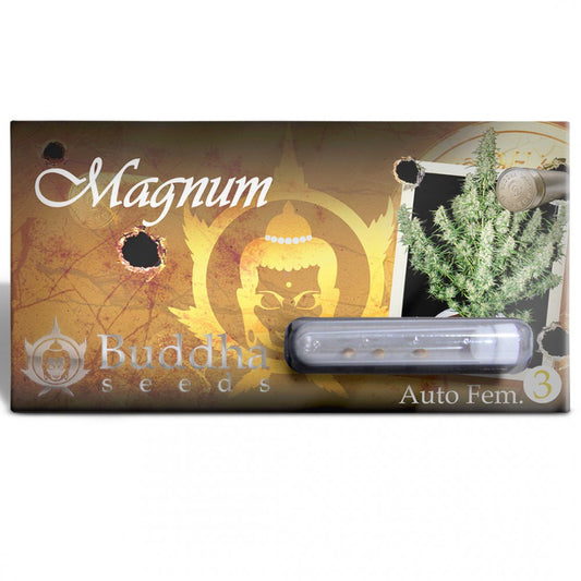 Auto Magnum 3 u. fem. Buddha Seeds