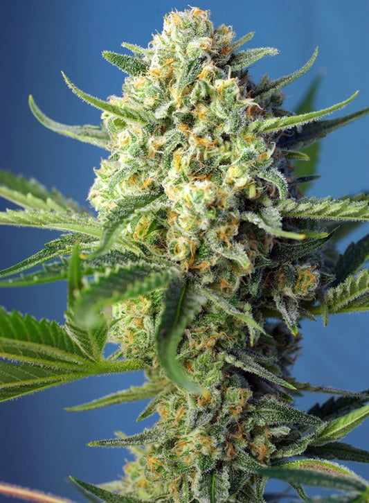 Sweet Seeds® S.A.D. Sweet Afgani Delicious Auto® 3+1 und